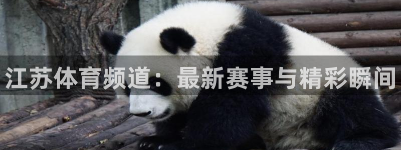 鲸鱼体育直播app官网下载：江苏体育频道：最新赛事与精彩瞬间